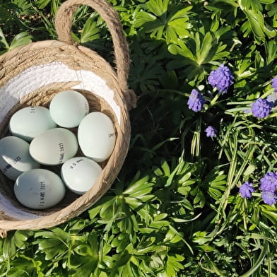 La ferme aux oeufs bleus