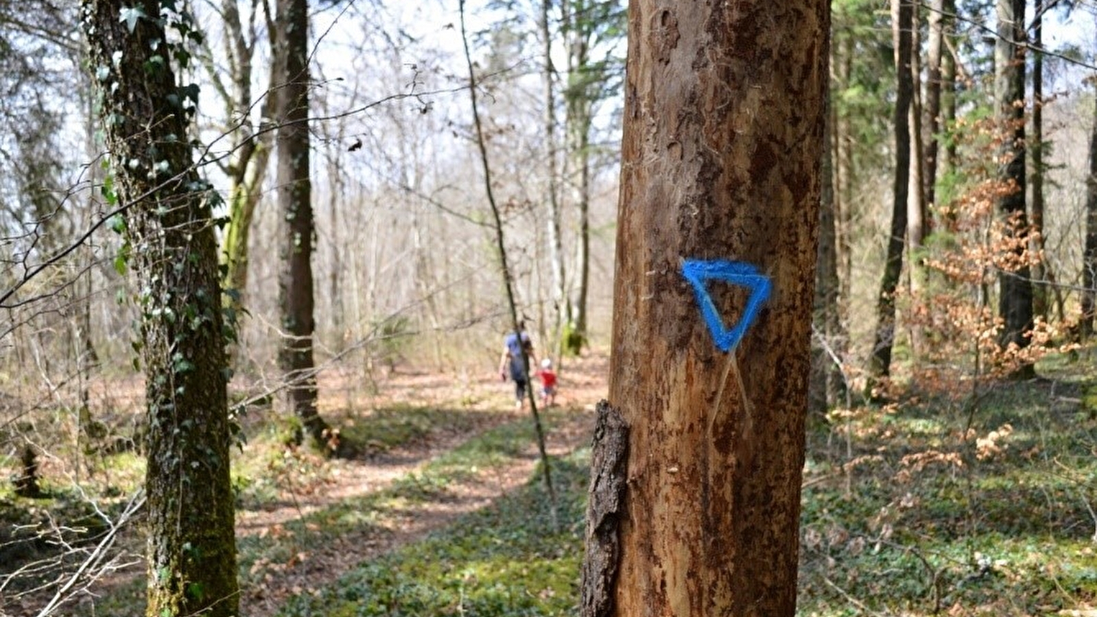 Mission biodiversité : les secrets des arbres bio au Parc national de forêts
