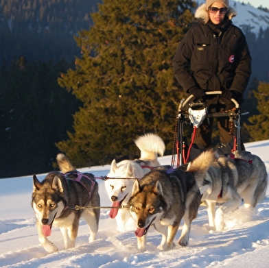 Sentiers Nordiques - Chiens de traîneaux
