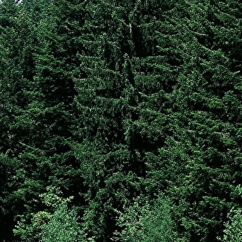 Étang du Cougnet - GILLEY