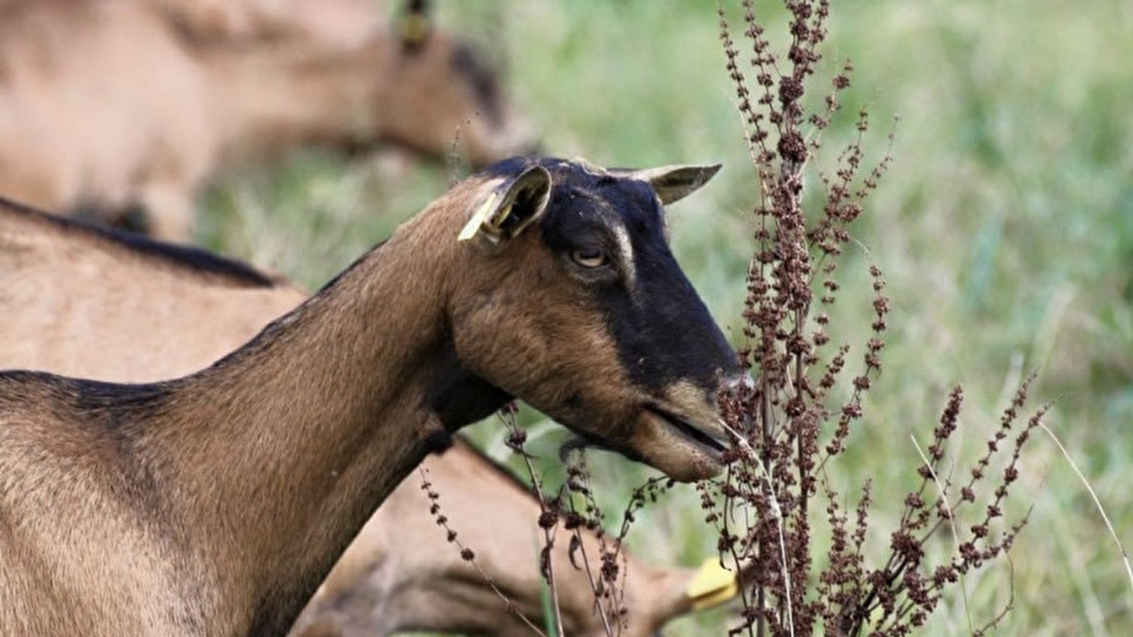 Chèvrerie de la Vallée Verte