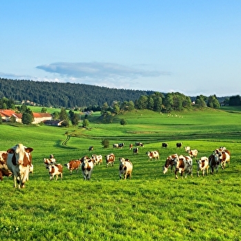 Le Zed Jurassien (copy) - SAINT-LAURENT-EN-GRANDVAUX
