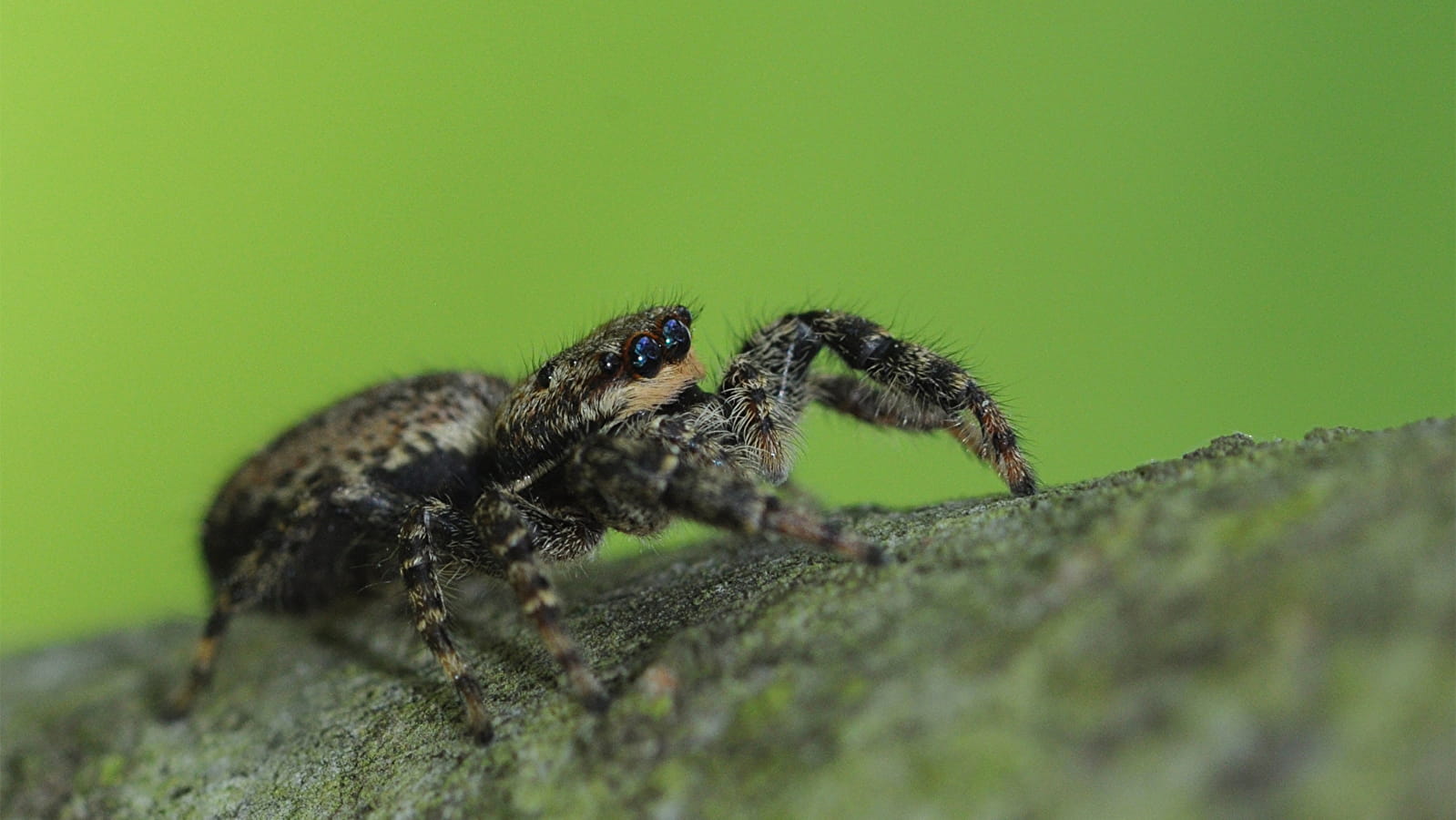 Escapades nature ' Dans les yeux des araignées'