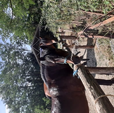 En EQUI-LIBRE - Balade à cheval autour de Beaune