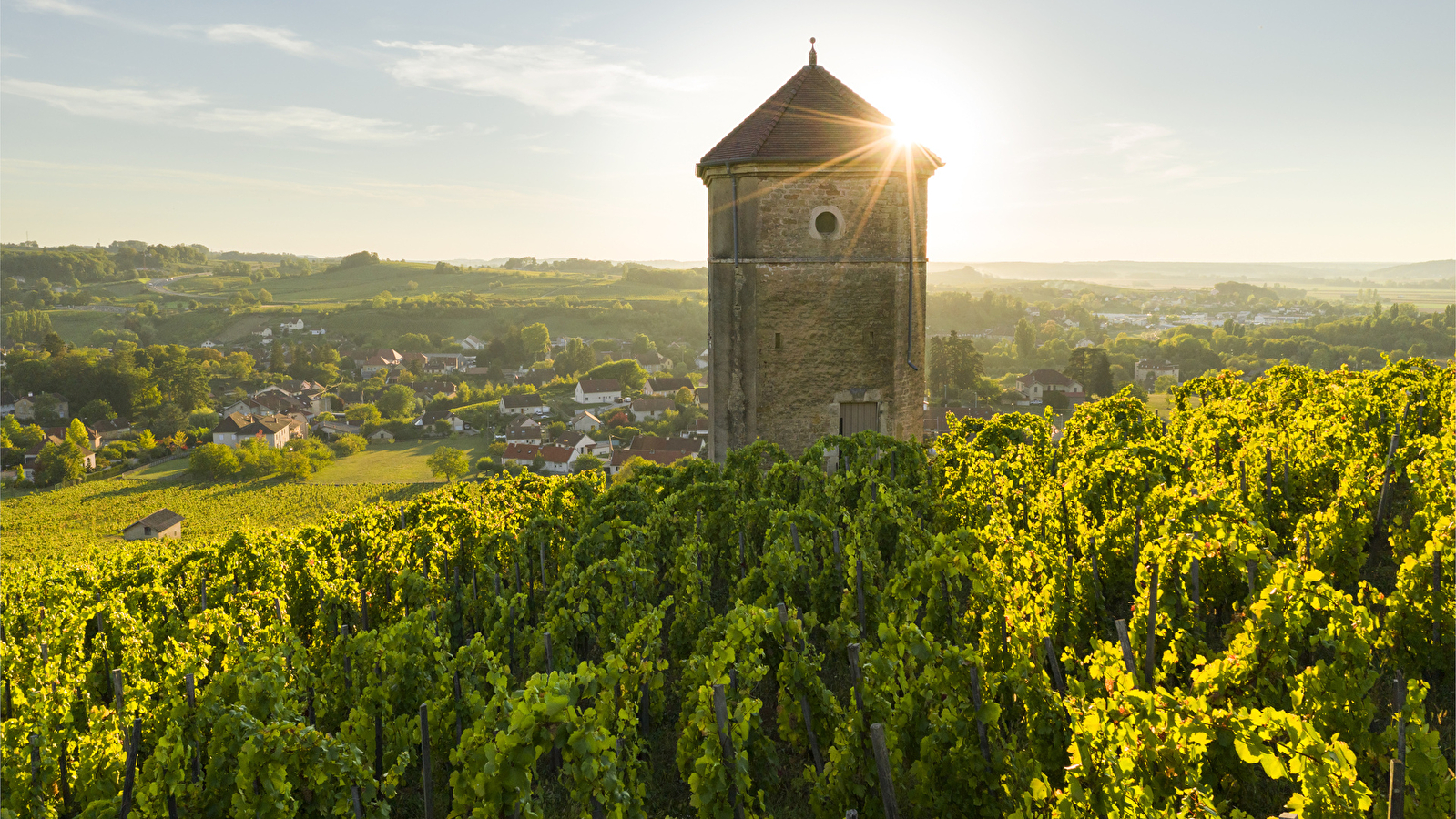 Balades entre les vignes : Arbois