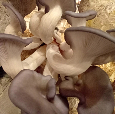Plongez dans la culture des champignons avec Florian