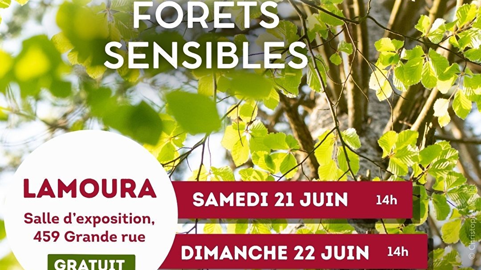 Animation nature : forêts sensibles