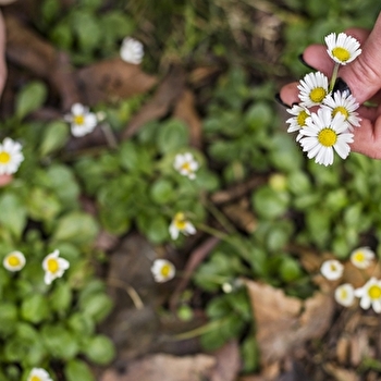 Atelier Aventures Mômes : L'arboretum en fleurs - DOMPIERRE-LES-ORMES