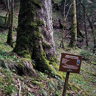 Randonnée du Sentier des Chartreux