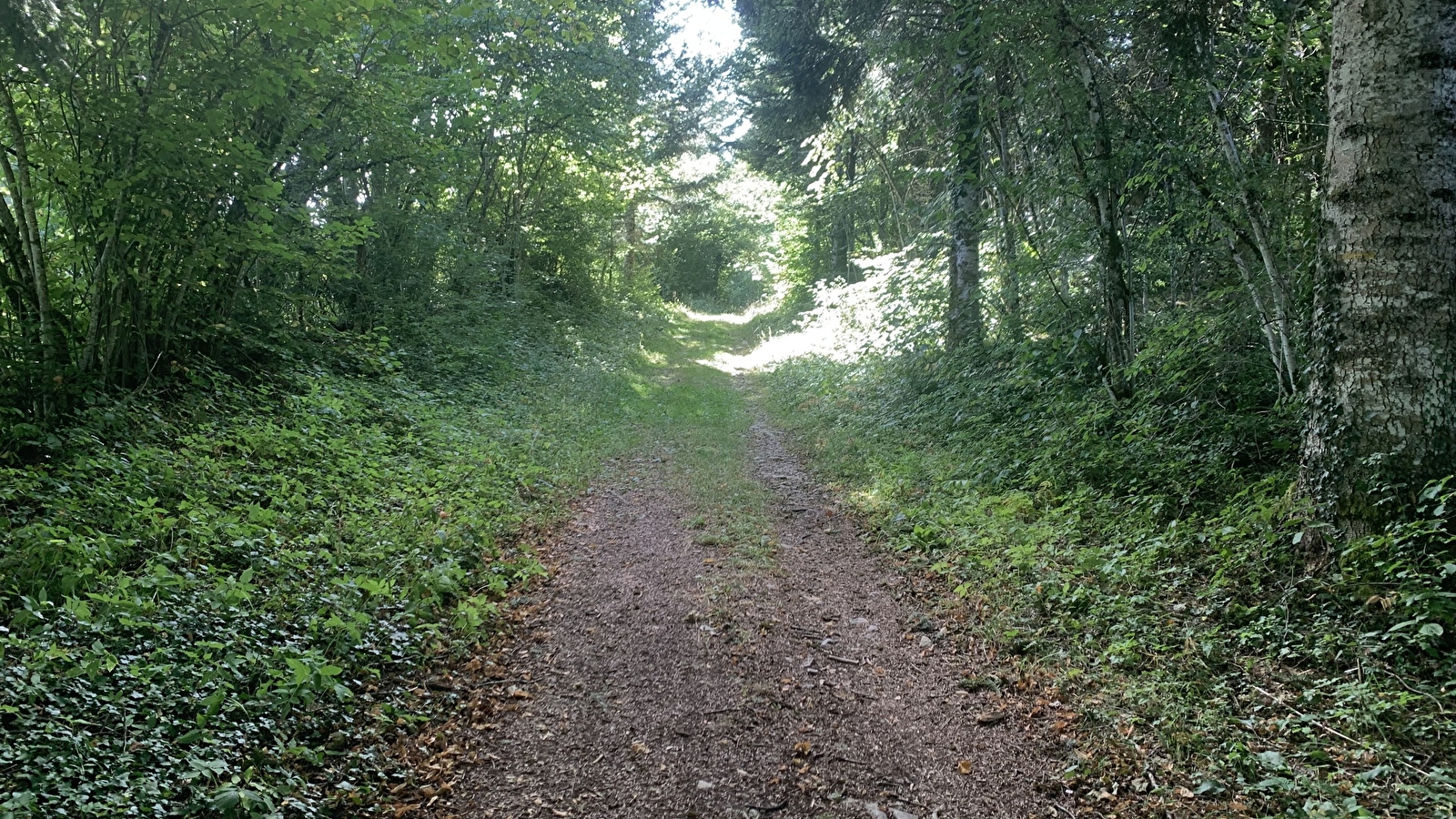Randonnée - La Forêt du Baron