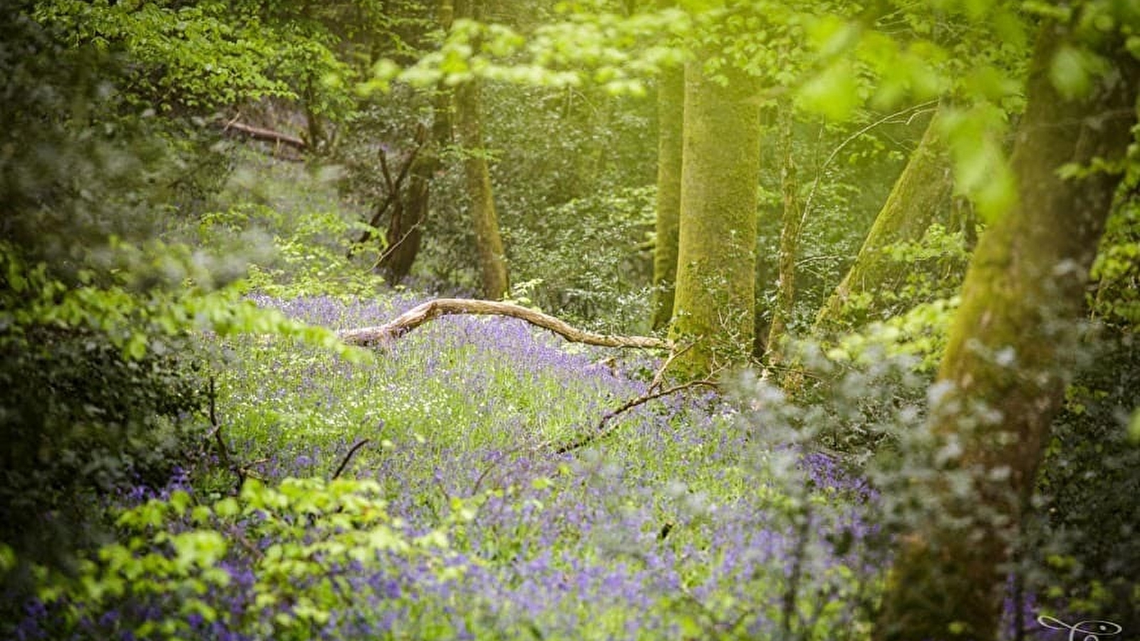 Jour de forêt à Bibracte