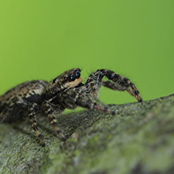 Escapades nature ' Dans les yeux des araignées' - CUISERY