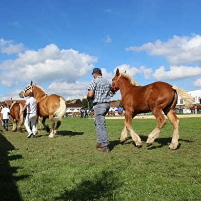 Concours National du Cheval de Trait comtois