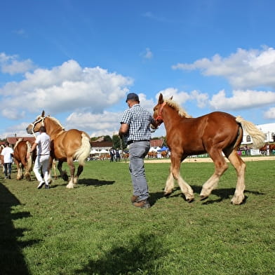 Concours National du Cheval de Trait comtois