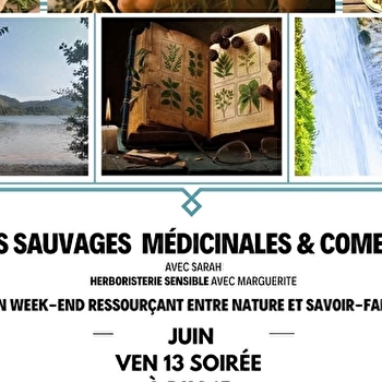 Stage médicinales comestibles, reconnaissance cueillette cuisine macérat baume herboristerie sensible - BLYE