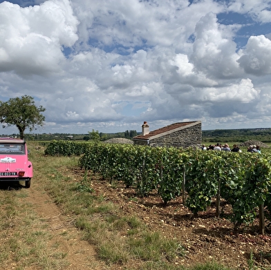 Wine Tour : Dégustation parcellaire au coeur des vignobles de Bourgogne