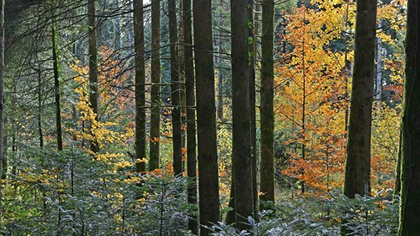 L'homme et la forêt