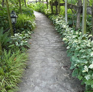 Le jardin des vieilles vignes