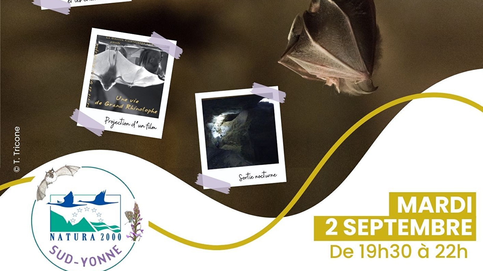 Nuit de la chauve-souris