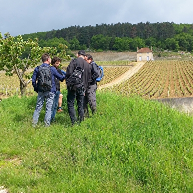 Balade  oeno-sensorielle -découverte  des secrets  vins  de Bourgogne 