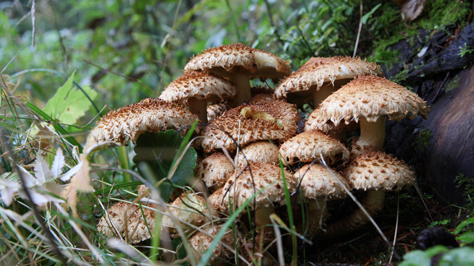 A la rencontre des champignons