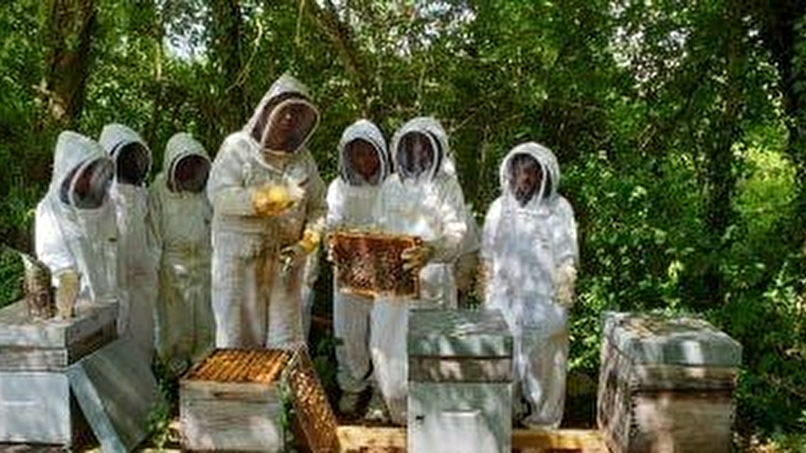 Abeilles et Découvertes
