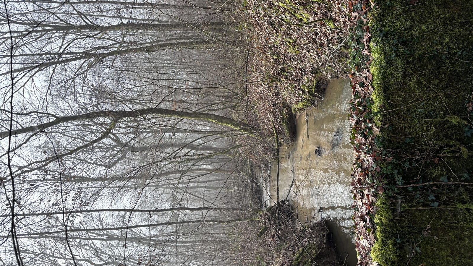 Balade Verte - Balade entre prairie, forêts et rivière (VSG 2)