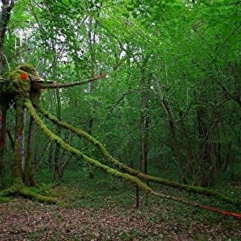 La Forêt des Géants Verts  - ARGENTENAY