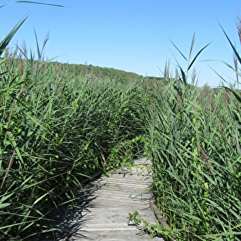 Marais de la vallée de la Druyes - ANDRYES