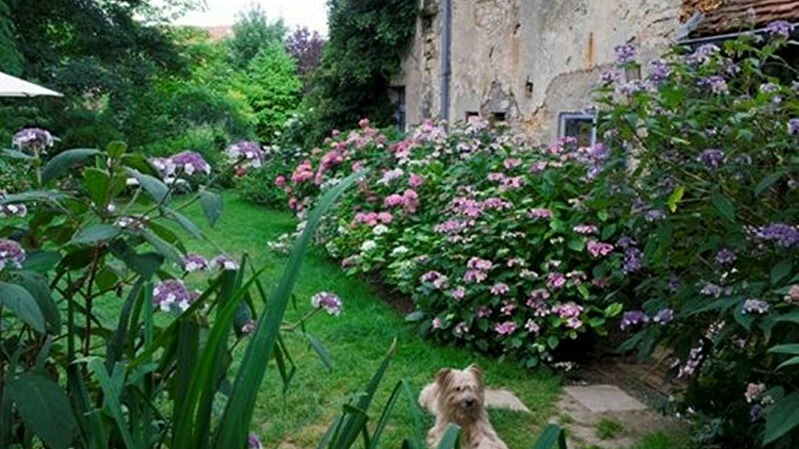 Jardins - Association les Amis du jardin et de la collection végétale 'Annabelle'