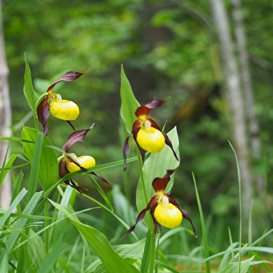 Les sabots de Vénus de la forêt de Moloy