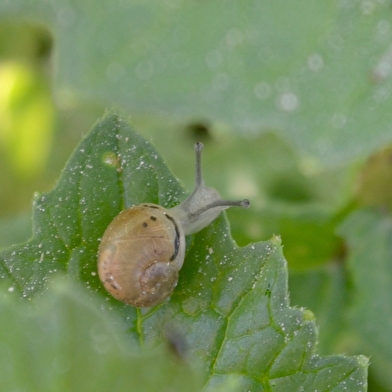 Grosnescargot - L'Escargot des Grosne