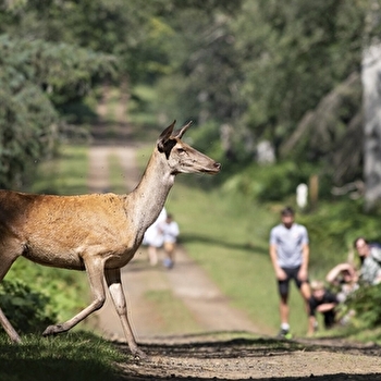 Fête des animaux sauvages - TREIGNY-PERREUSE-SAINTE-COLOMBE