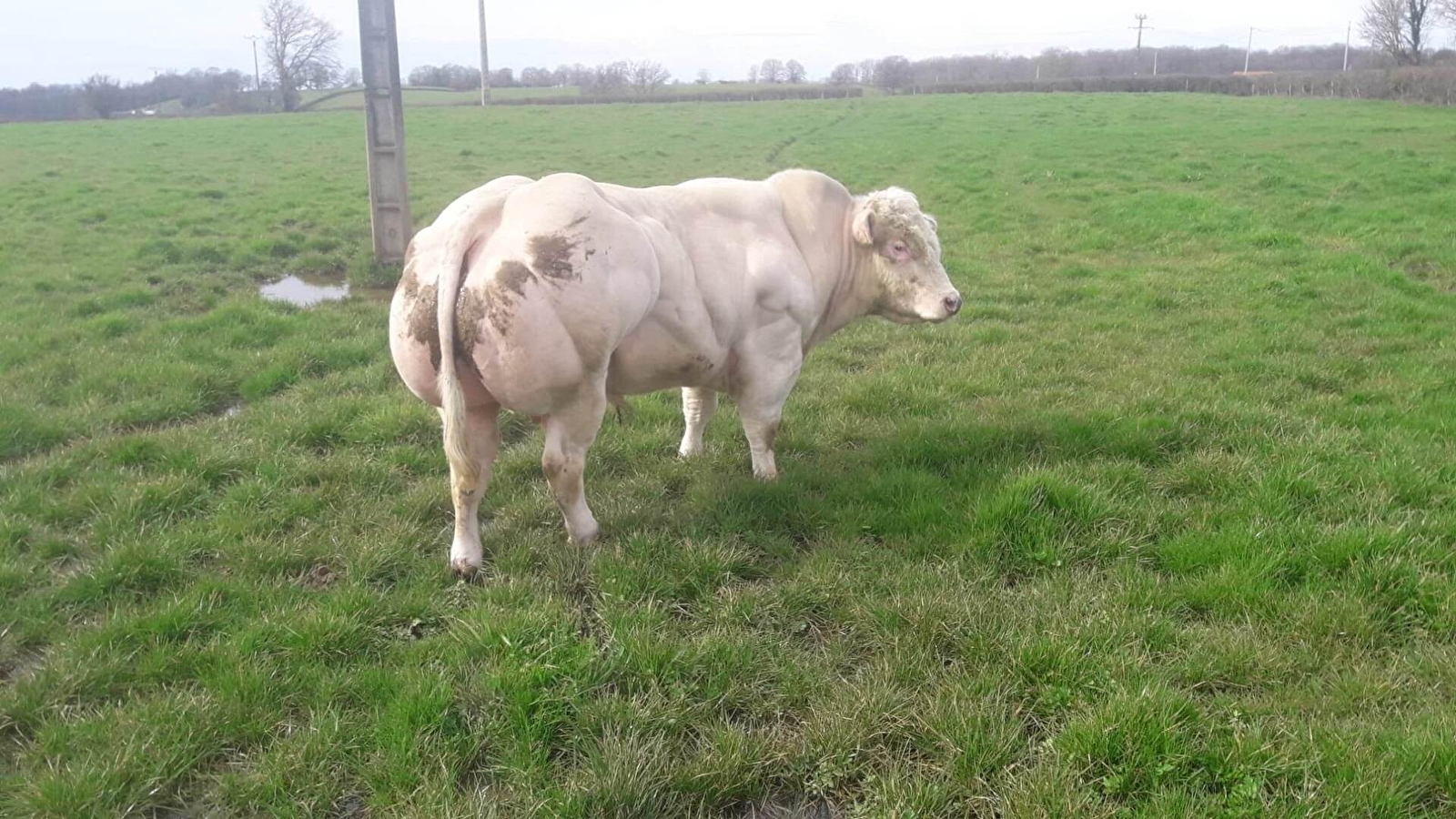 Blanc Bleu du Morvan