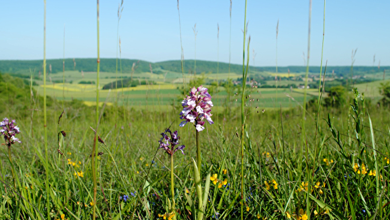 La butte aux orchidées