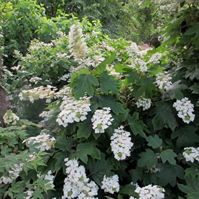 Jardins - Association les Amis du jardin et de la collection végétale 'Annabelle'