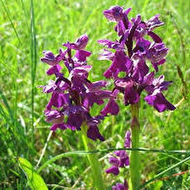 Balade 'du calcaire à orchidées' 