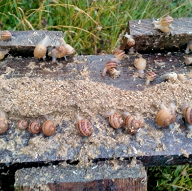 Portes Ouvertes : l'escargot sort de sa coquille