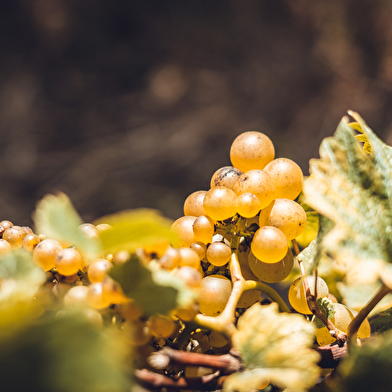 Cave la Vigne Blanche