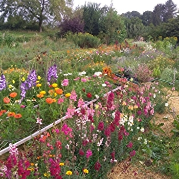 Atelier cueillette & bouquet - CROIX