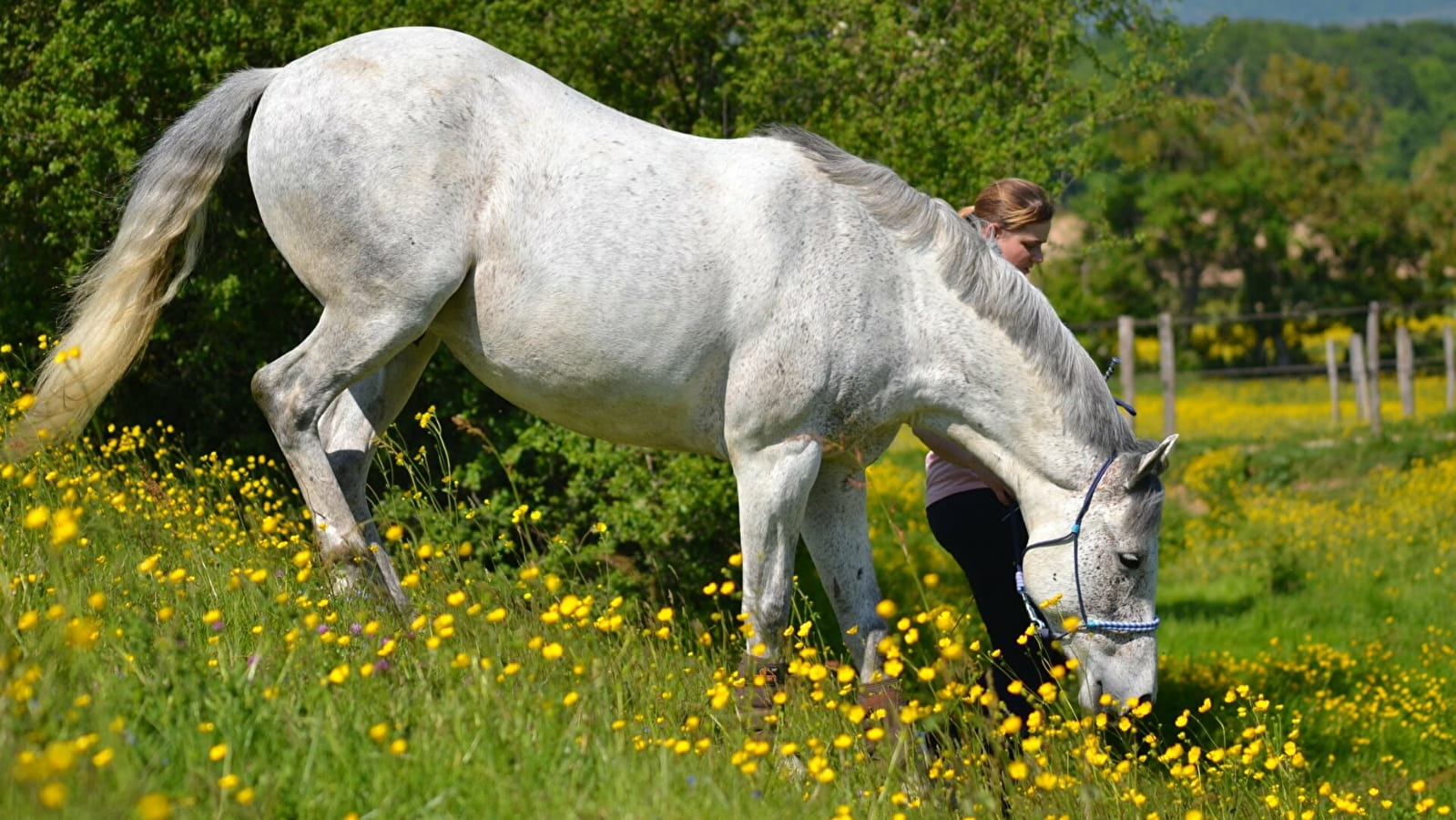 Découverte sensorielle du cheval - Spéciale familles Du 22 mai au 26 juin 2024