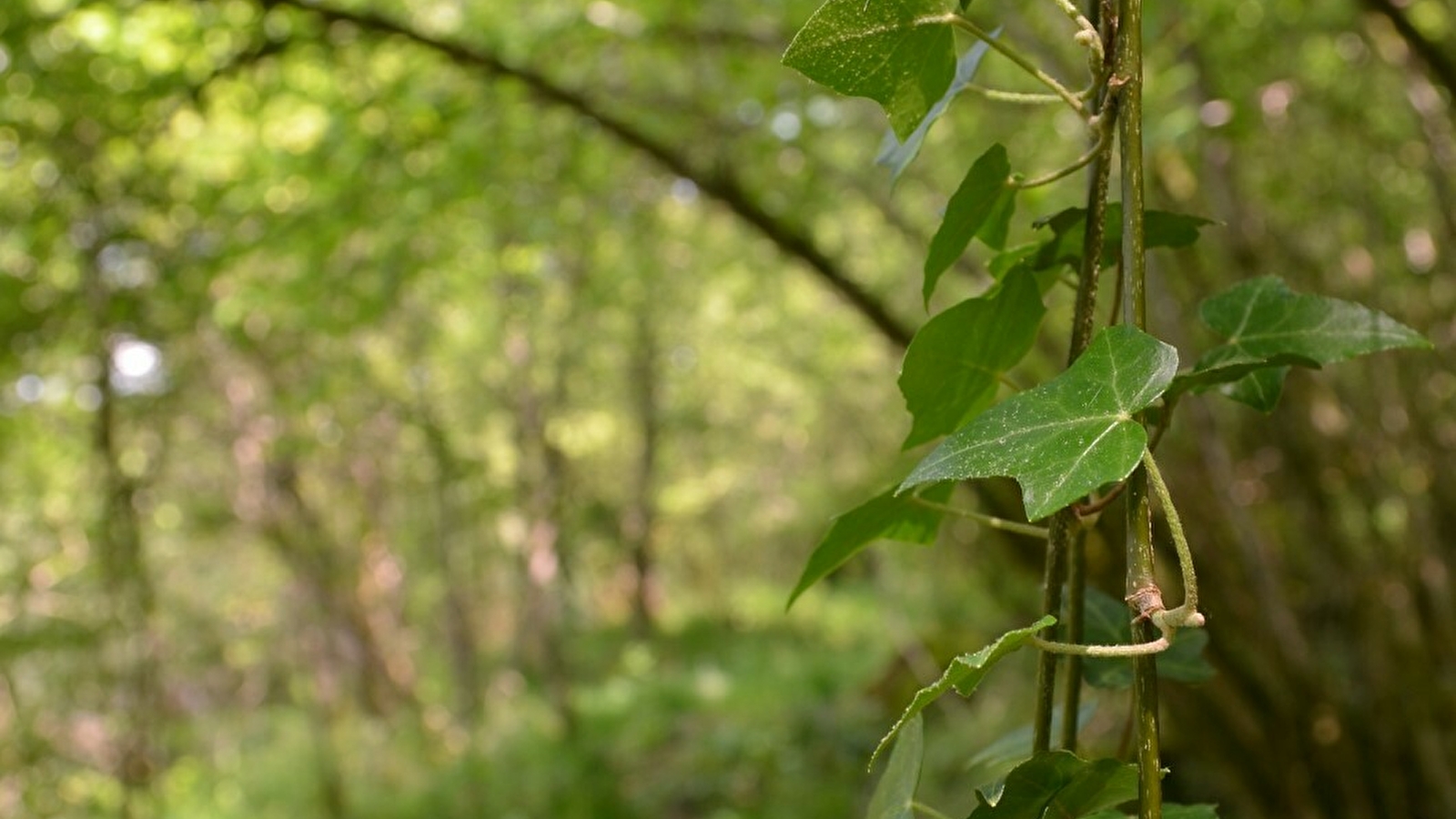 Balade nature en forêt _ENS2024  'sur réservation'