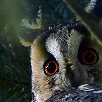 'Les ailes de la nuit' Parc national de forêts - VILLIERS-LE-DUC