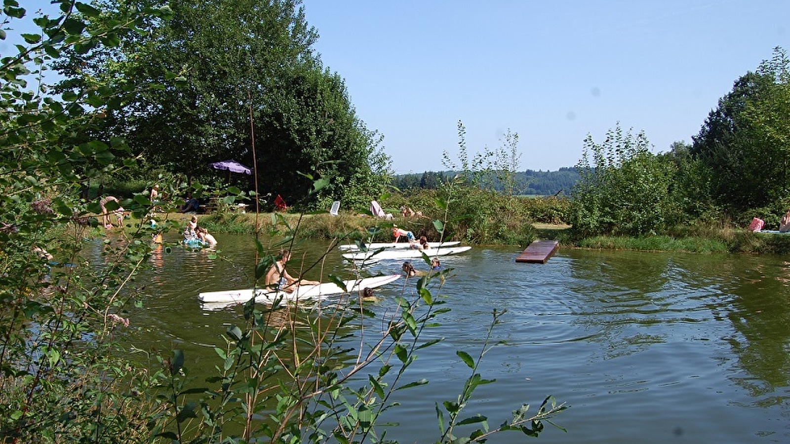 La forêt du Morvan