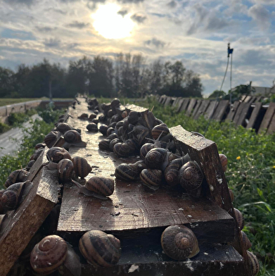 L'Escargot B.