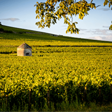 À la découverte des vignobles et des canaux de Bourgogne