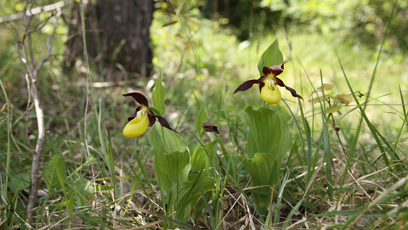 Découverte de la biodiversité dans l’ombre du Sabot de Vénus, à Vanvey (21)