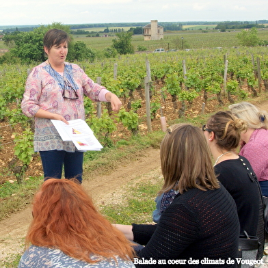 Stage découverte des vins de Bourgogne : Balade guidée,  initiation à la dégustation et à l'oenologie