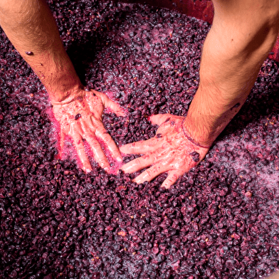 Dégustation Climat de Bourgogne au Château de Marsannay