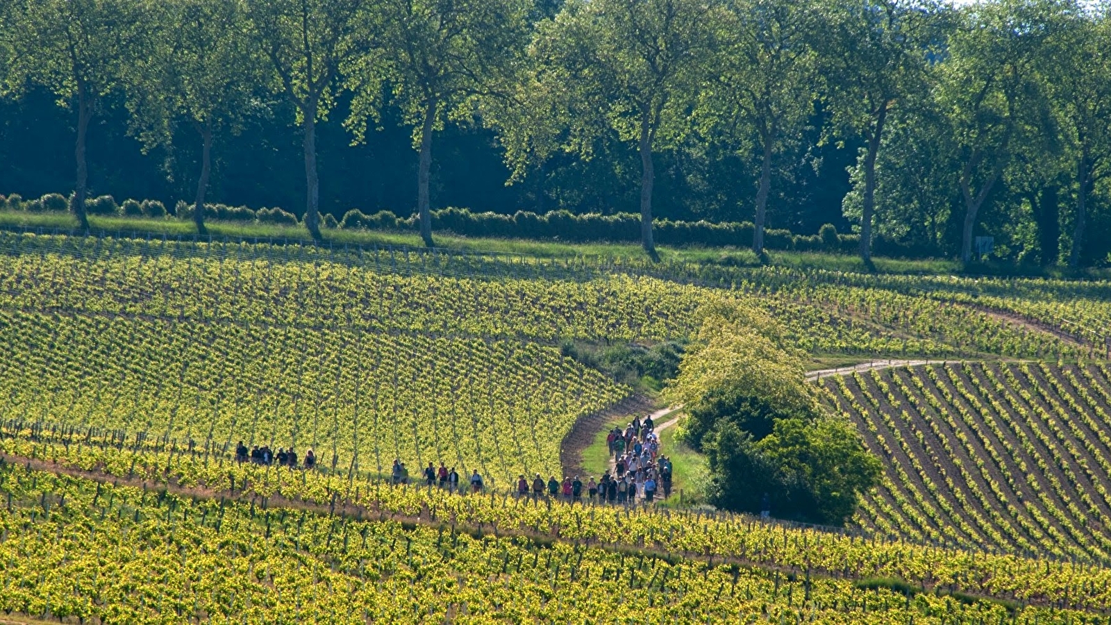 De la vigne au vin à Pouilly